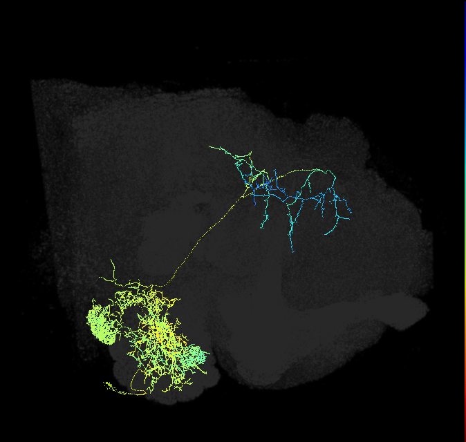 adult multiglomerular antennal lobe projection neuron type 3 adPN
