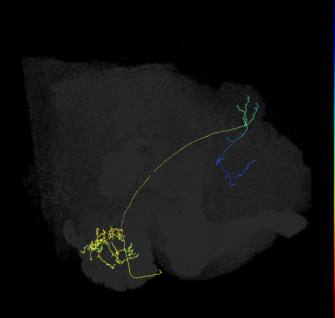 adult multiglomerular antennal lobe projection neuron type 4 adPN