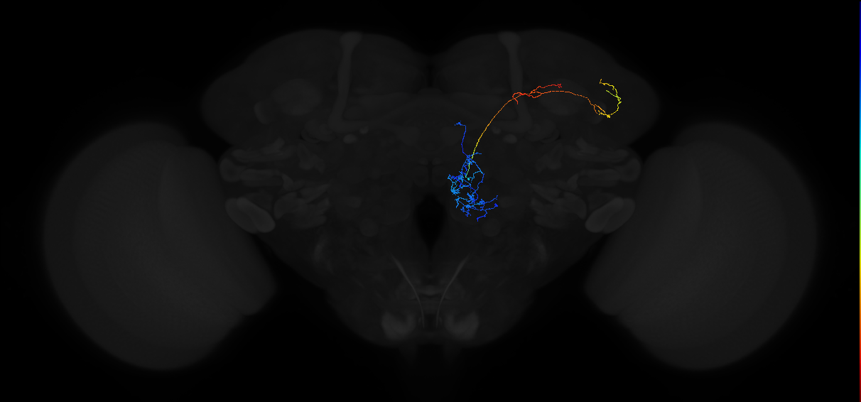 adult multiglomerular antennal lobe projection neuron type 4 adPN
