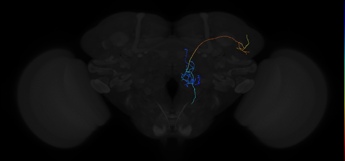 adult multiglomerular antennal lobe projection neuron type 5 adPN