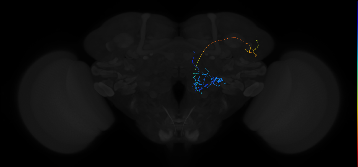 adult multiglomerular antennal lobe projection neuron type 6 adPN