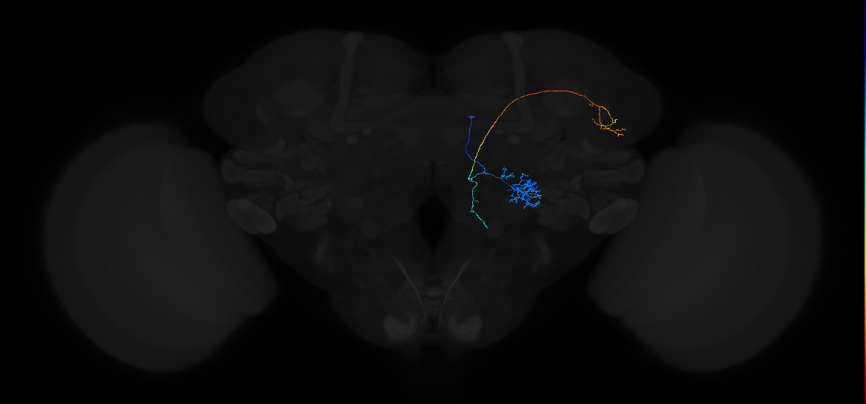 adult multiglomerular antennal lobe projection neuron type 7 adPN