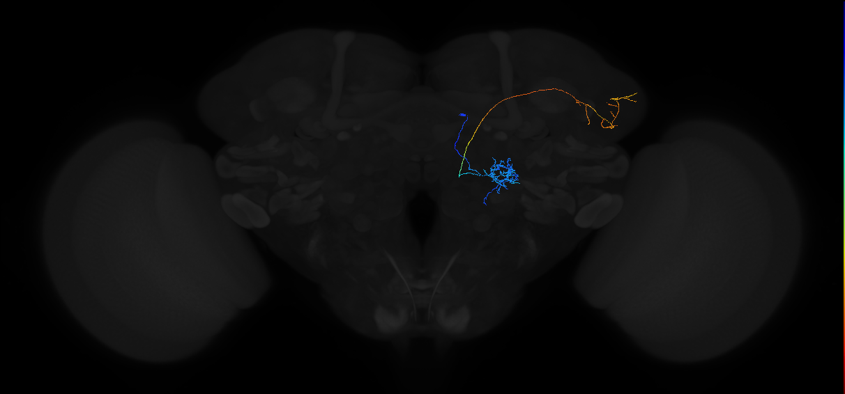 adult multiglomerular antennal lobe projection neuron type 8 adPN