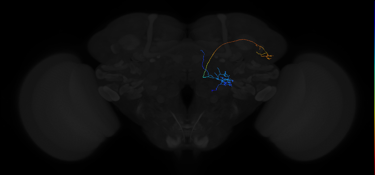 adult multiglomerular antennal lobe projection neuron type 8 adPN