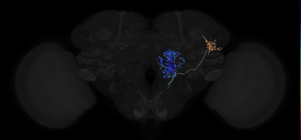 lateral antennal lobe tract projection neuron 3