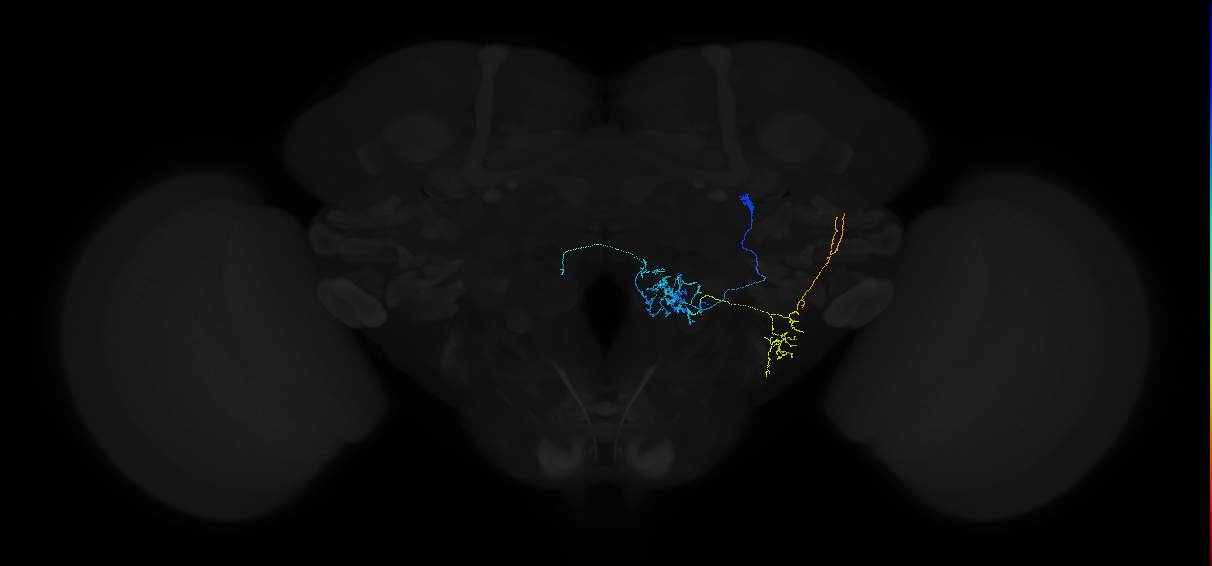 adult multiglomerular antennal lobe projection neuron type 19 l2PN