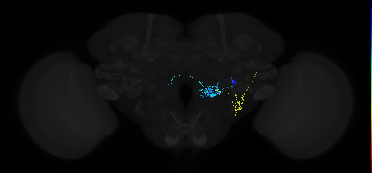 adult multiglomerular antennal lobe projection neuron type 19 l2PN