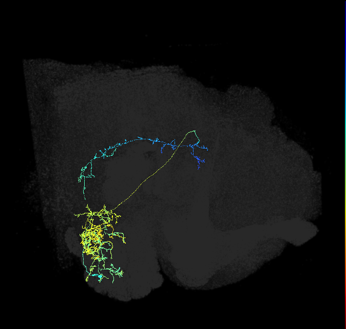 adult antennal lobe projection neuron VC5++ l2PN 1