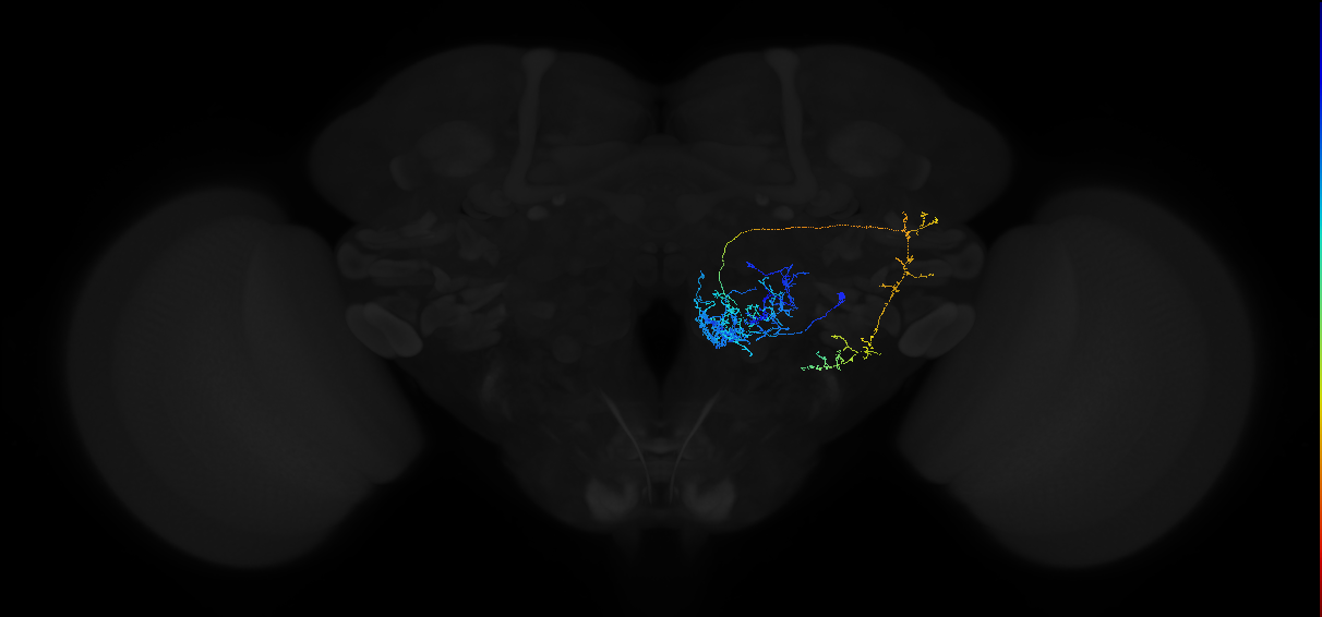 adult antennal lobe projection neuron VC5++ l2PN 1