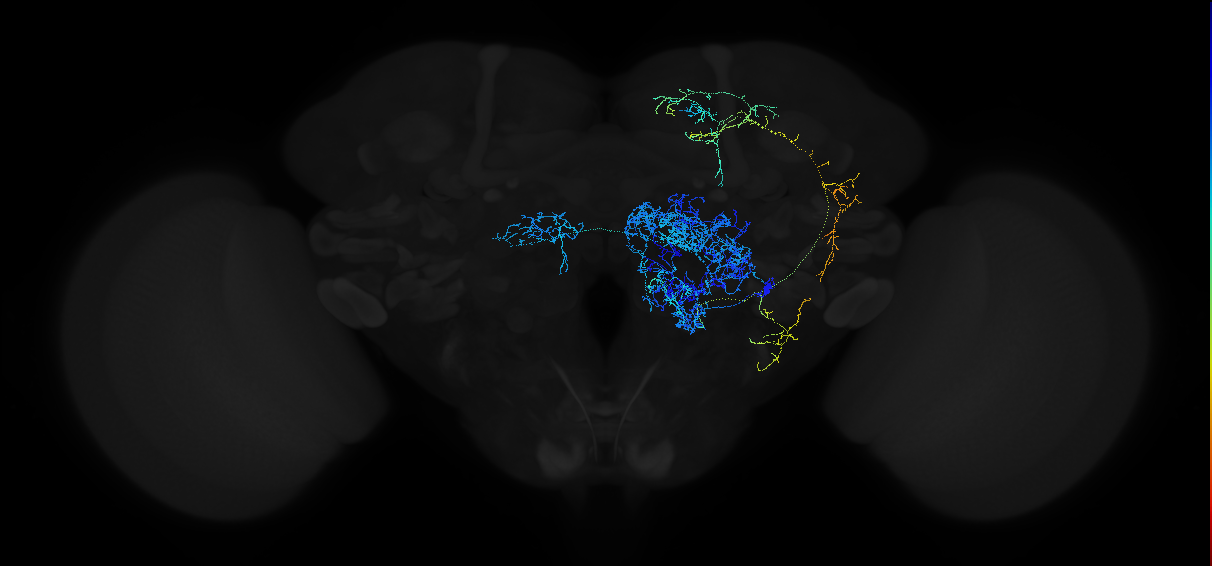 adult multiglomerular antennal lobe projection neuron type 20 l2PN