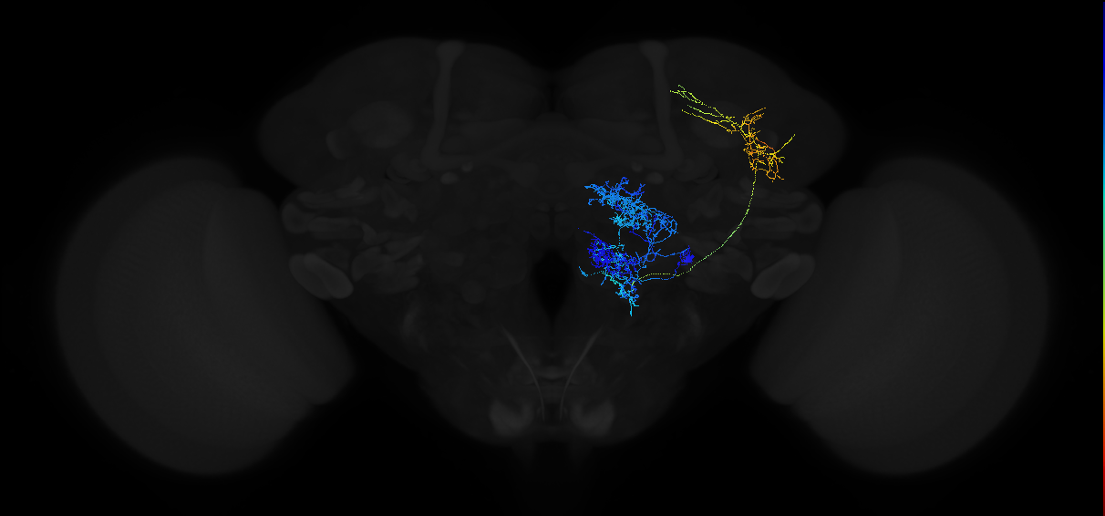 adult multiglomerular antennal lobe projection neuron type 21 l2PN