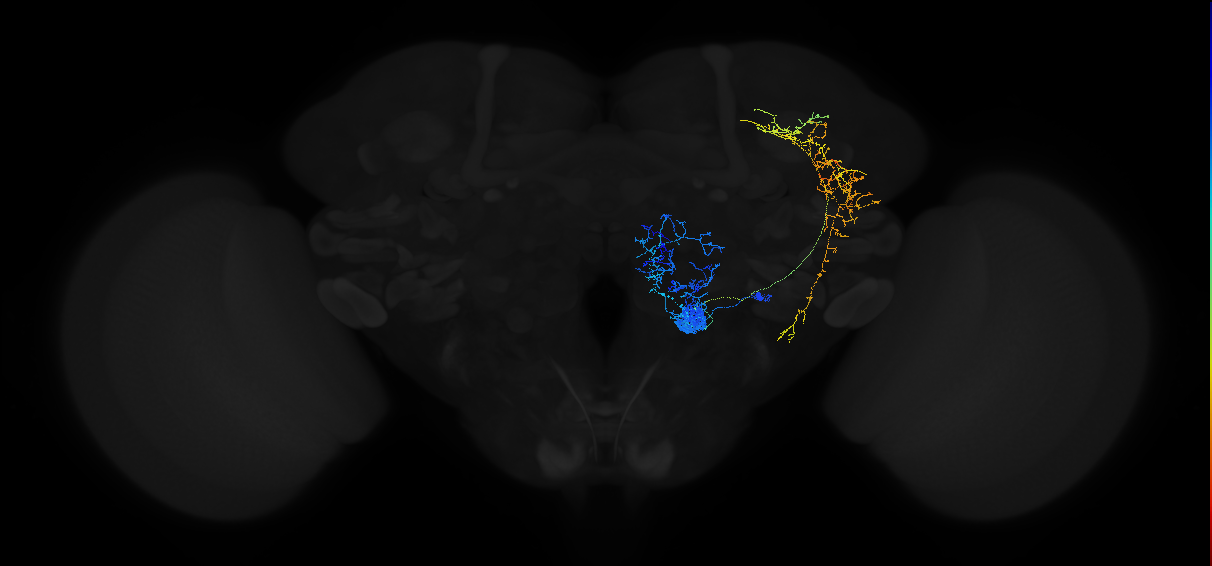 adult multiglomerular antennal lobe projection neuron type 22 l2PN