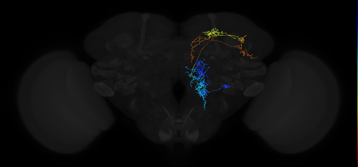 adult multiglomerular antennal lobe projection neuron type 14 l2PN