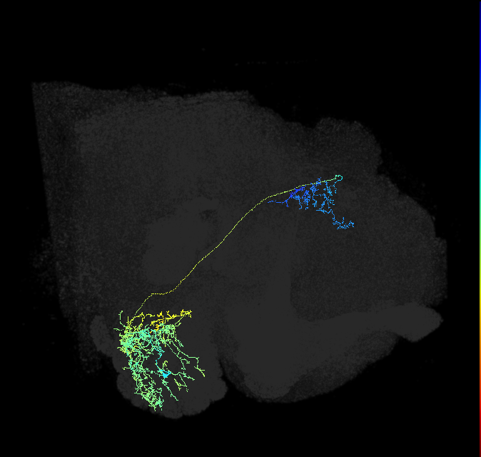 adult multiglomerular antennal lobe projection neuron type 15 l2PN