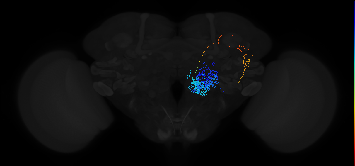 adult multiglomerular antennal lobe projection neuron type 16 l2PN