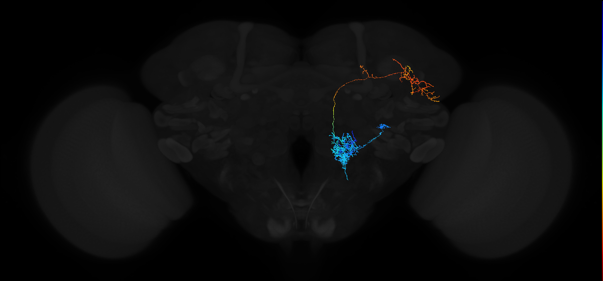 adult antennal lobe projection neuron VP5+ l2PN