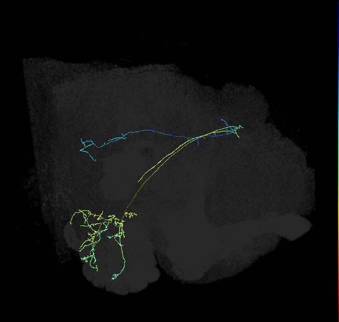 adult antennal lobe projection neuron VP4++ lPN