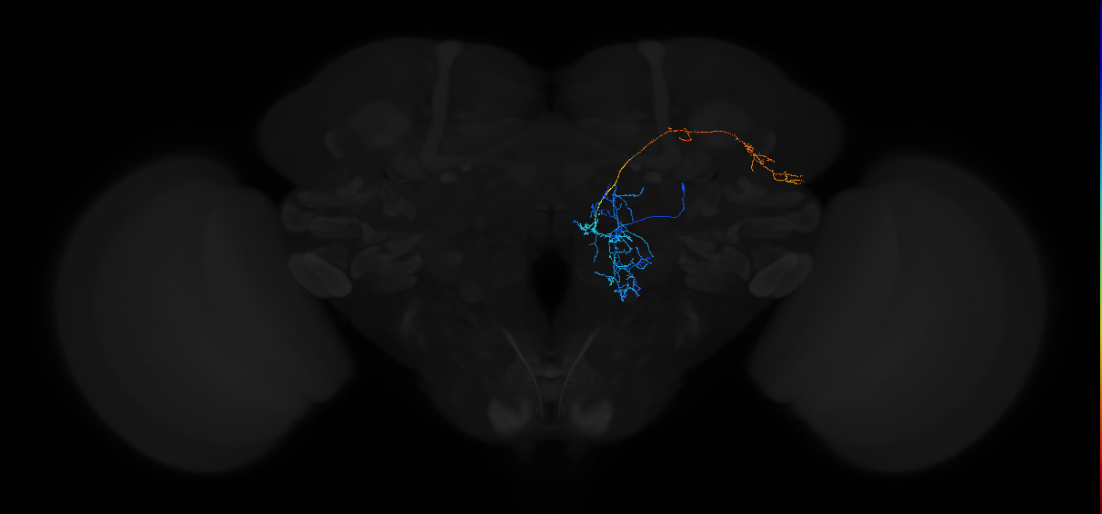 adult multiglomerular antennal lobe projection neuron type 11C lPN