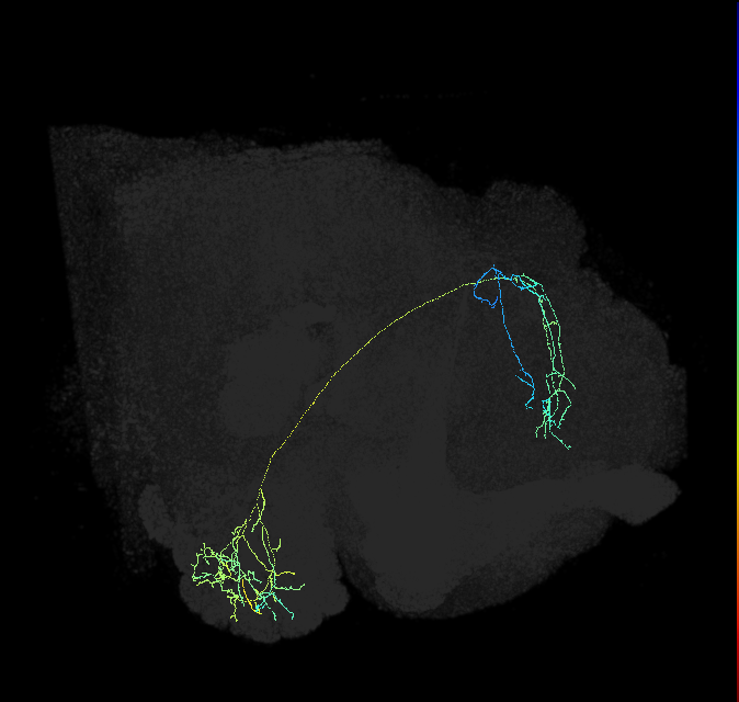 adult multiglomerular antennal lobe projection neuron type 12 lPN