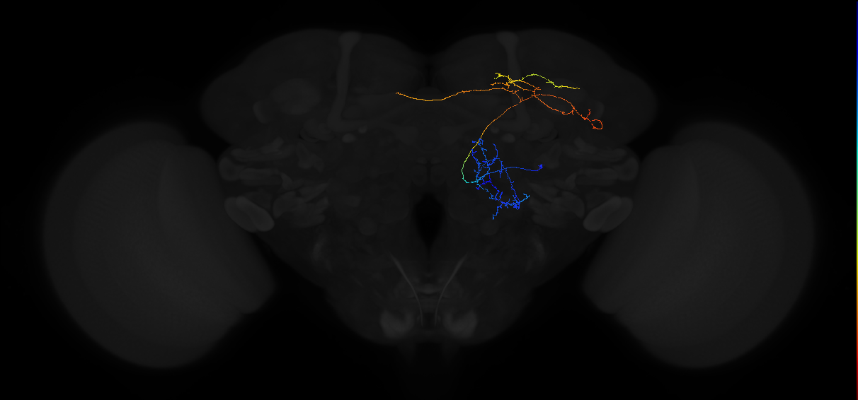 adult multiglomerular antennal lobe projection neuron type 12 lPN