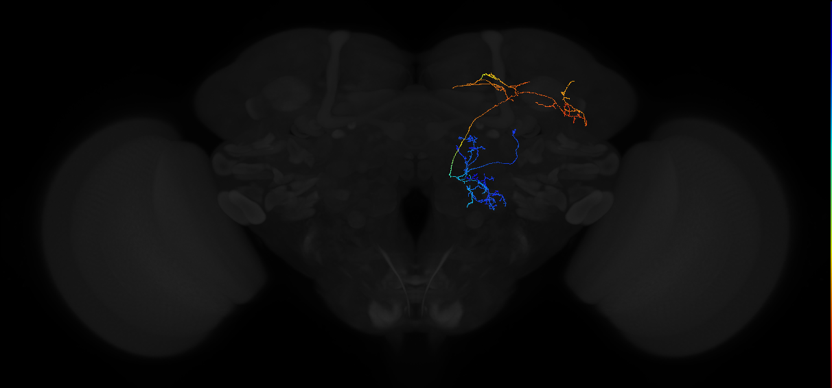 adult multiglomerular antennal lobe projection neuron type 13 lPN