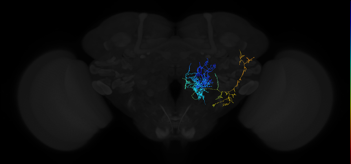 adult antennal lobe projection neuron VP2++ lv2PN
