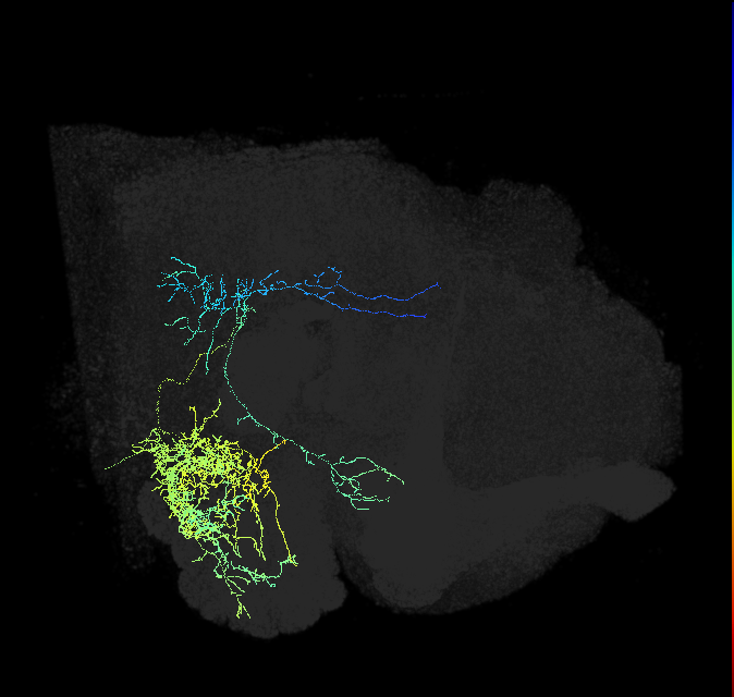 adult antennal lobe projection neuron VP2++ lv2PN