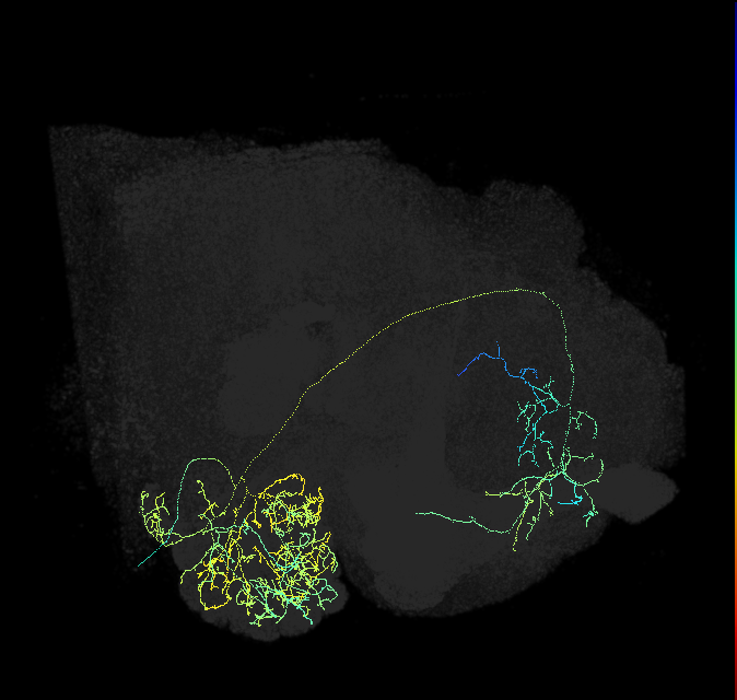 adult multiglomerular antennal lobe projection neuron type 24 lvPN