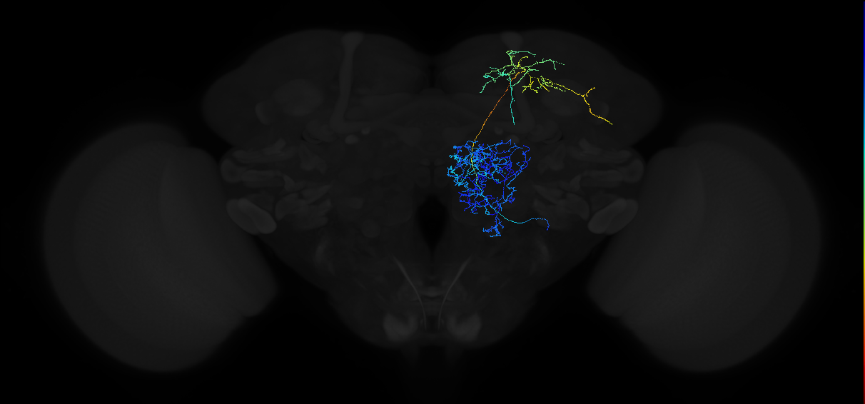 adult multiglomerular antennal lobe projection neuron type 24 lvPN