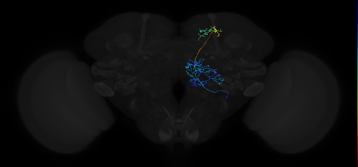 adult multiglomerular antennal lobe projection neuron type 25 lvPN
