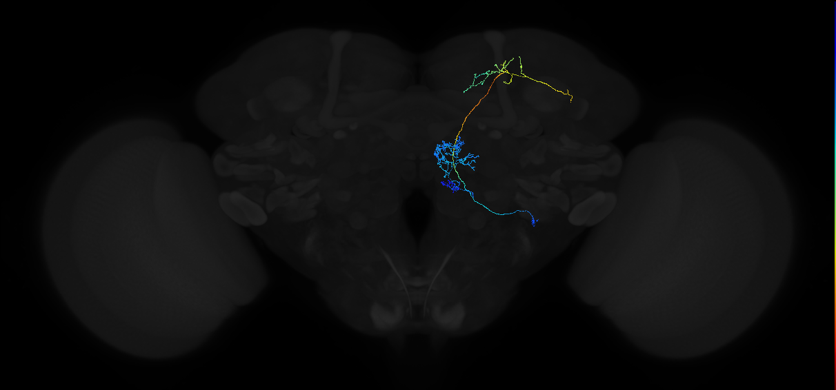 adult multiglomerular antennal lobe projection neuron type 26 lvPN