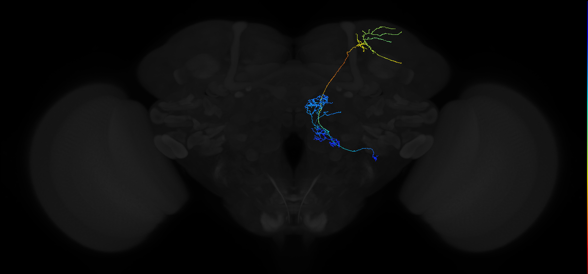 adult multiglomerular antennal lobe projection neuron type 27 lvPN