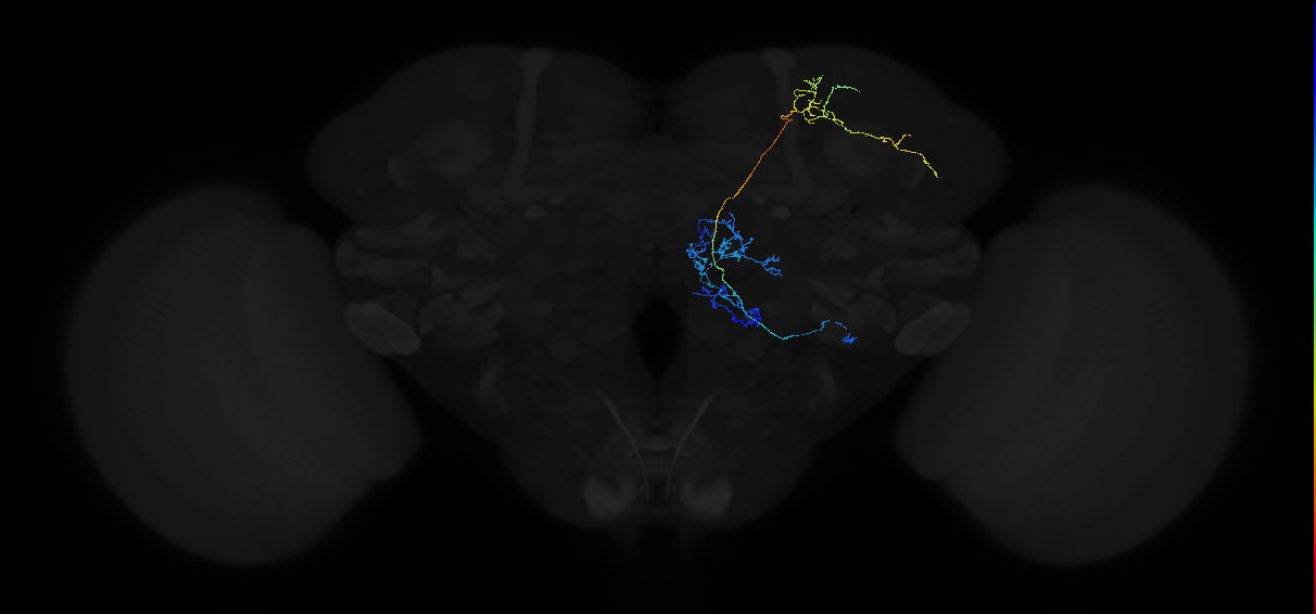 adult multiglomerular antennal lobe projection neuron type 28 lvPN