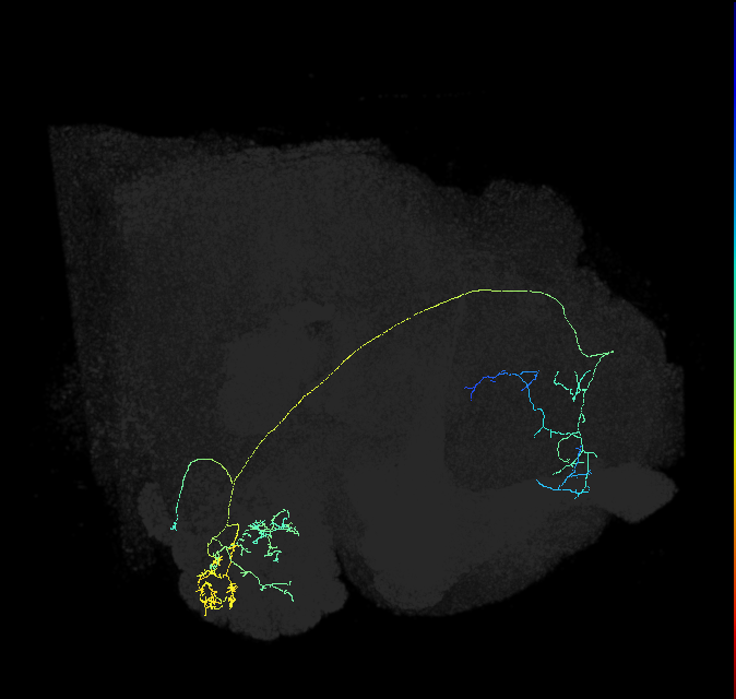 adult multiglomerular antennal lobe projection neuron type 30 lvPN