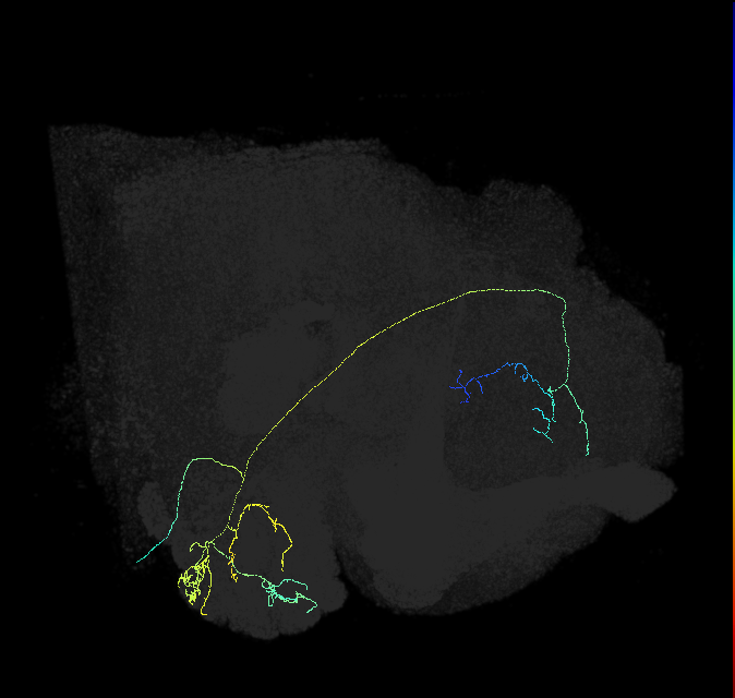 adult multiglomerular antennal lobe projection neuron type 31 lvPN