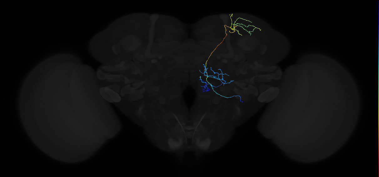 adult multiglomerular antennal lobe projection neuron type 32 lvPN