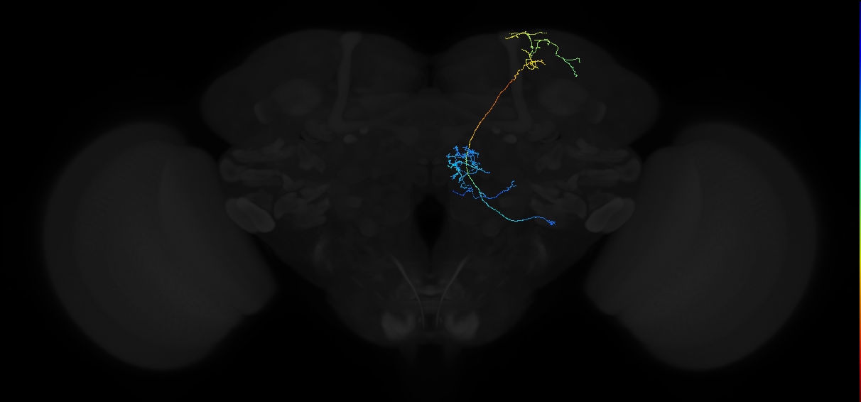 adult multiglomerular antennal lobe projection neuron type 33 lvPN