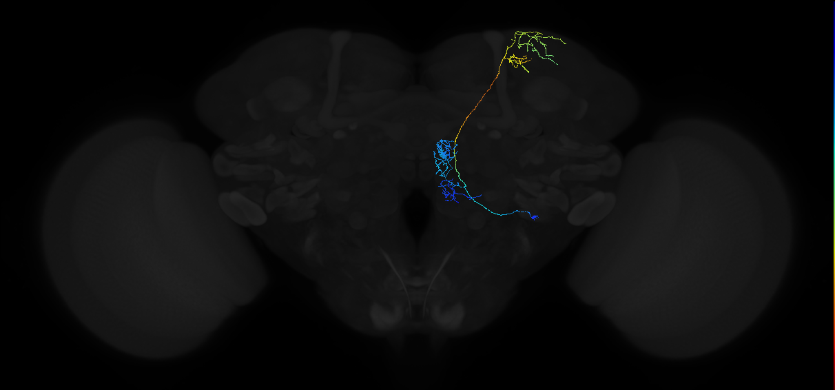 adult multiglomerular antennal lobe projection neuron type 34 lvPN