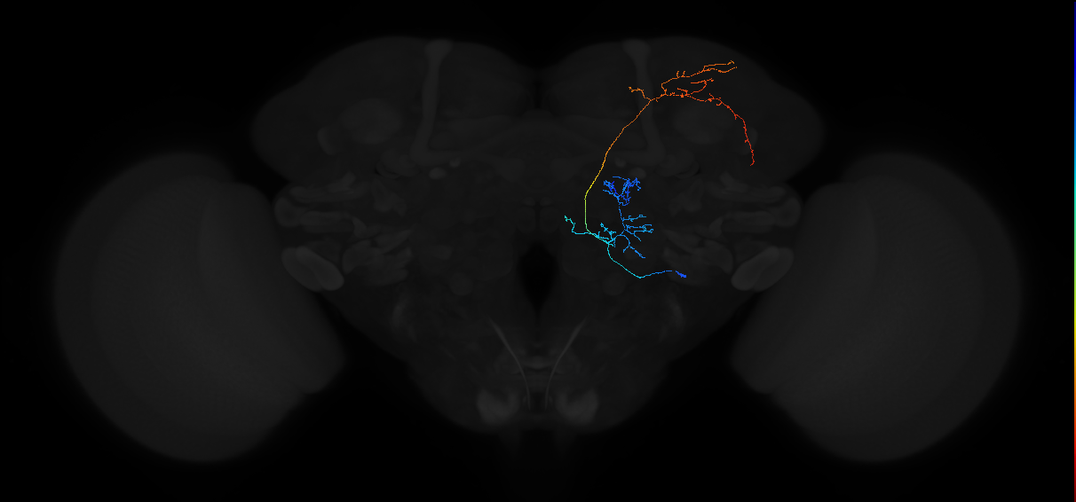 adult multiglomerular antennal lobe projection neuron type 35 lvPN