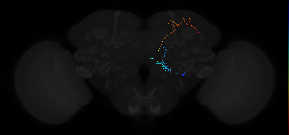 adult antennal lobe projection neuron VP1l+ lvPN 2