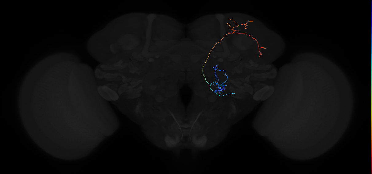 adult multiglomerular antennal lobe projection neuron type 37 lvPN