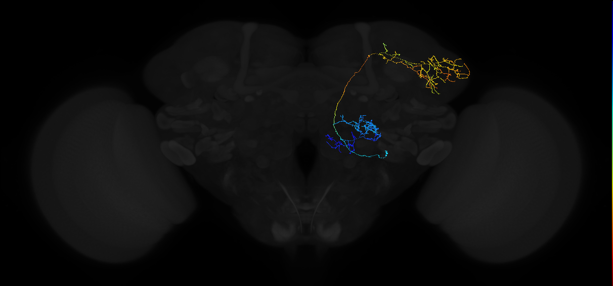 adult multiglomerular antennal lobe projection neuron type 39 lvPN