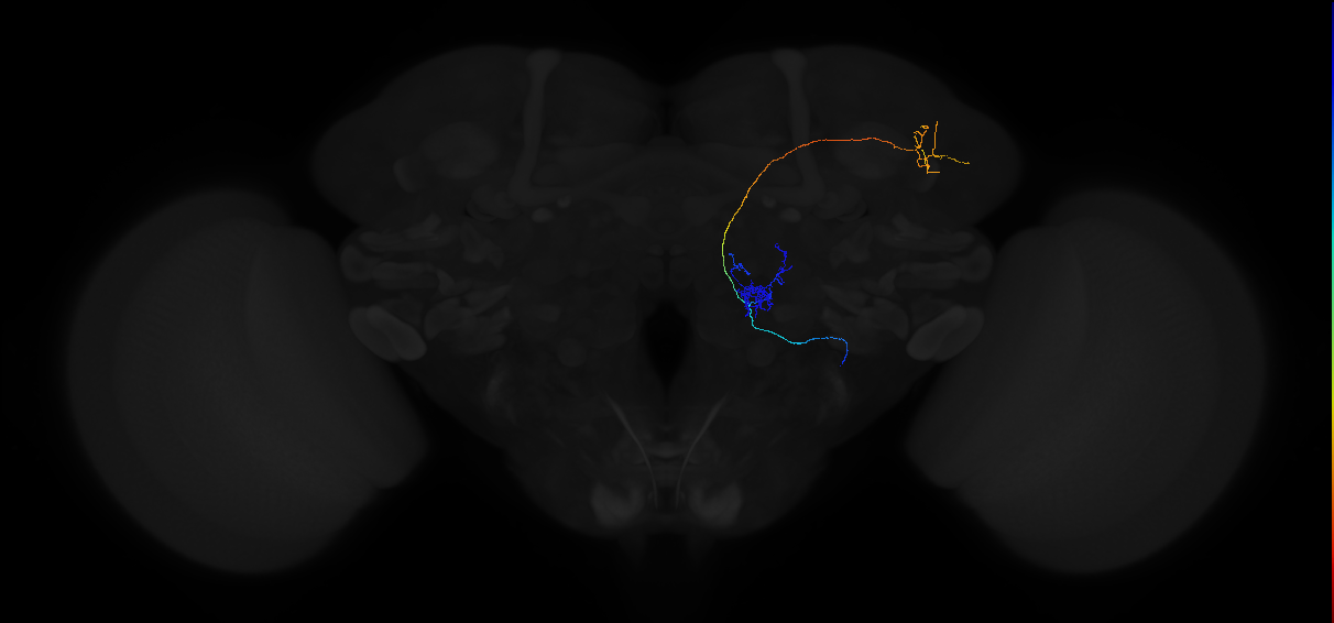 adult multiglomerular antennal lobe projection neuron type 40 lvPN