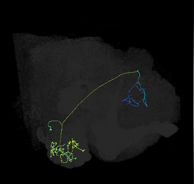 adult multiglomerular antennal lobe projection neuron type 41 lvPN