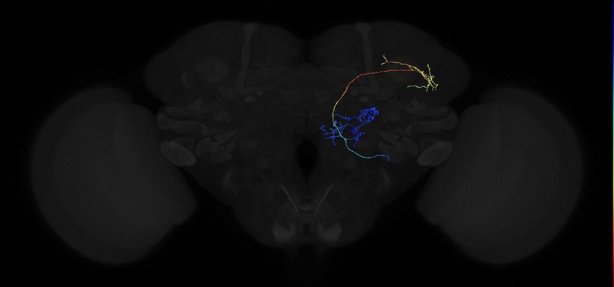 adult multiglomerular antennal lobe projection neuron type 42 lvPN