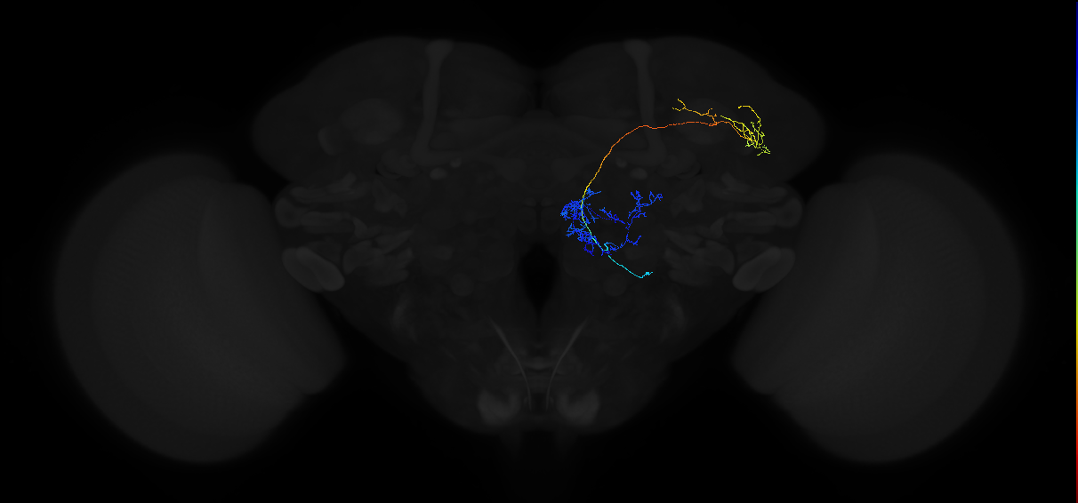 adult multiglomerular antennal lobe projection neuron type 42 lvPN