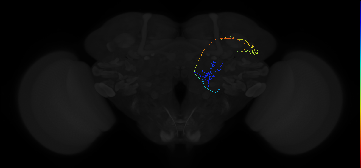 adult multiglomerular antennal lobe projection neuron type 43 lvPN