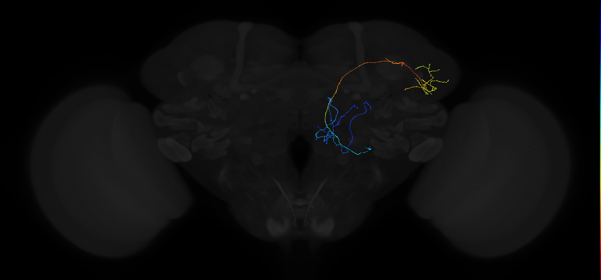 adult multiglomerular antennal lobe projection neuron type 44 lvPN