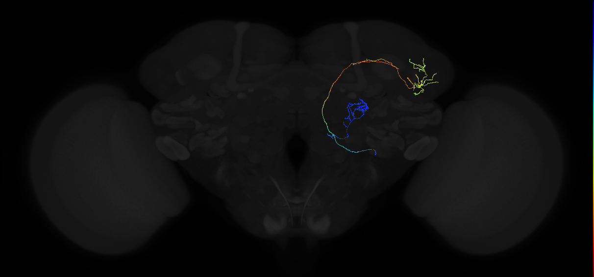 adult multiglomerular antennal lobe projection neuron type 45 lvPN