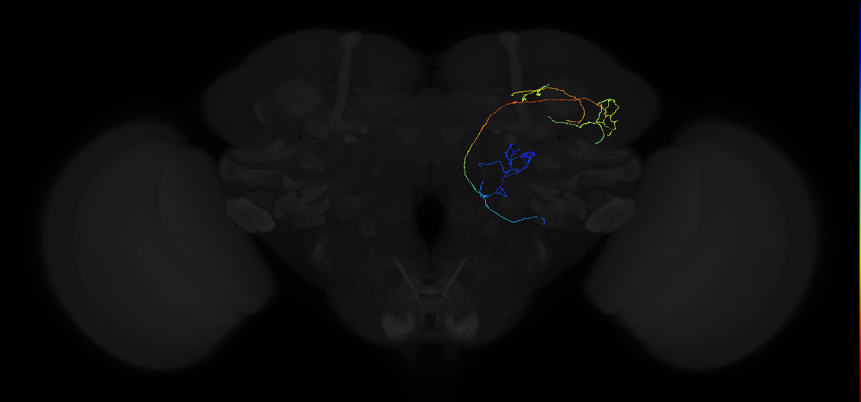 adult multiglomerular antennal lobe projection neuron type 45 lvPN